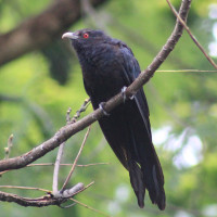 Pacific Koel